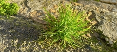Poa annua