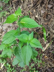 Mussaenda shikokiana