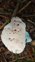 Hydnellum peckii