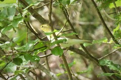 Phylloscopus sibilatrix
