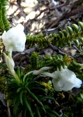 Erica calcareophila