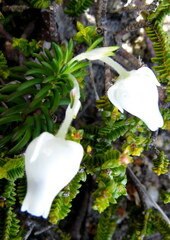 Erica calcareophila