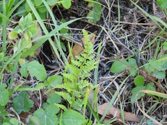 Asplenium adiantum-nigrum