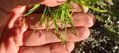 Poa annua