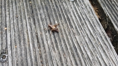 Pholidoptera griseoaptera