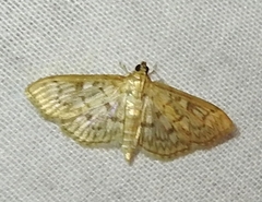 Herpetogramma pertextalis