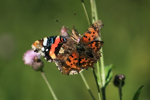 Comma butterfly