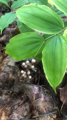 Maianthemum racemosum