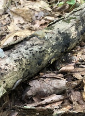 Annulohypoxylon archeri