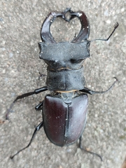 Lucanus cervus