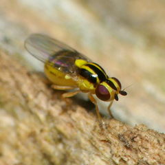 Thaumatomyia glabra