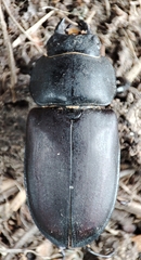 Lucanus cervus