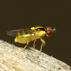 Thaumatomyia glabra