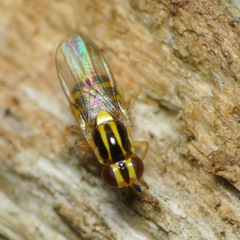 Thaumatomyia glabra