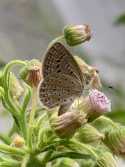 Zizeeria karsandra