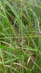 Papilio machaon