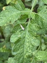 Microcrambus elegans