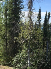 Betula neoalaskana