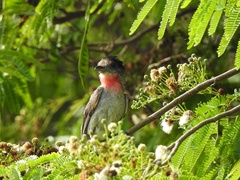 Pachyramphus aglaiae