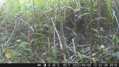 Pomatorhinus musicus