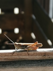 Chorthippus biguttulus