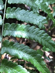 Diplazium mettenianum