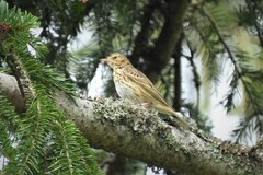 Anthus trivialis trivialis