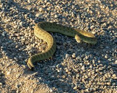 Crotalus viridis