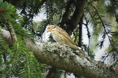 Anthus trivialis trivialis