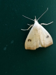 Rivula sericealis