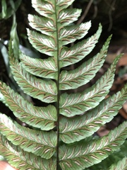 Diplazium mettenianum