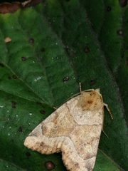 Cosmia trapezina