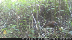 Pomatorhinus musicus