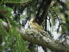 Anthus trivialis trivialis