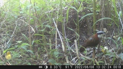 Pomatorhinus musicus