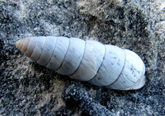 Fauxulus capensis