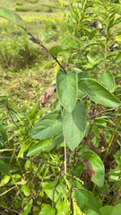 Calystegia spithamaea