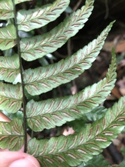 Diplazium mettenianum