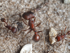 Pogonomyrmex badius