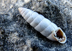 Fauxulus capensis