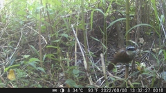 Pomatorhinus musicus