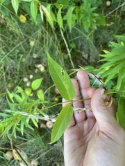 Vincetoxicum rossicum
