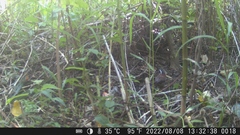 Pomatorhinus musicus