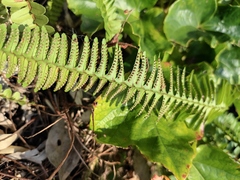 Nephrolepis cordifolia