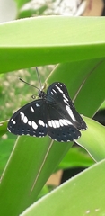 Limenitis reducta
