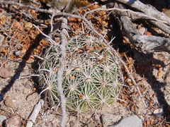Coryphantha delicata