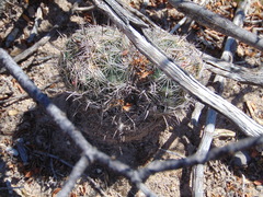 Coryphantha delicata