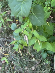 Vincetoxicum rossicum