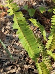 Nephrolepis cordifolia