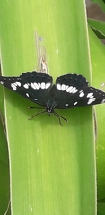 Limenitis reducta